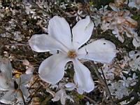 Magnolia Kobus (fam Magnoliacees) (Japon) (Photo F. Mrugala) (3)